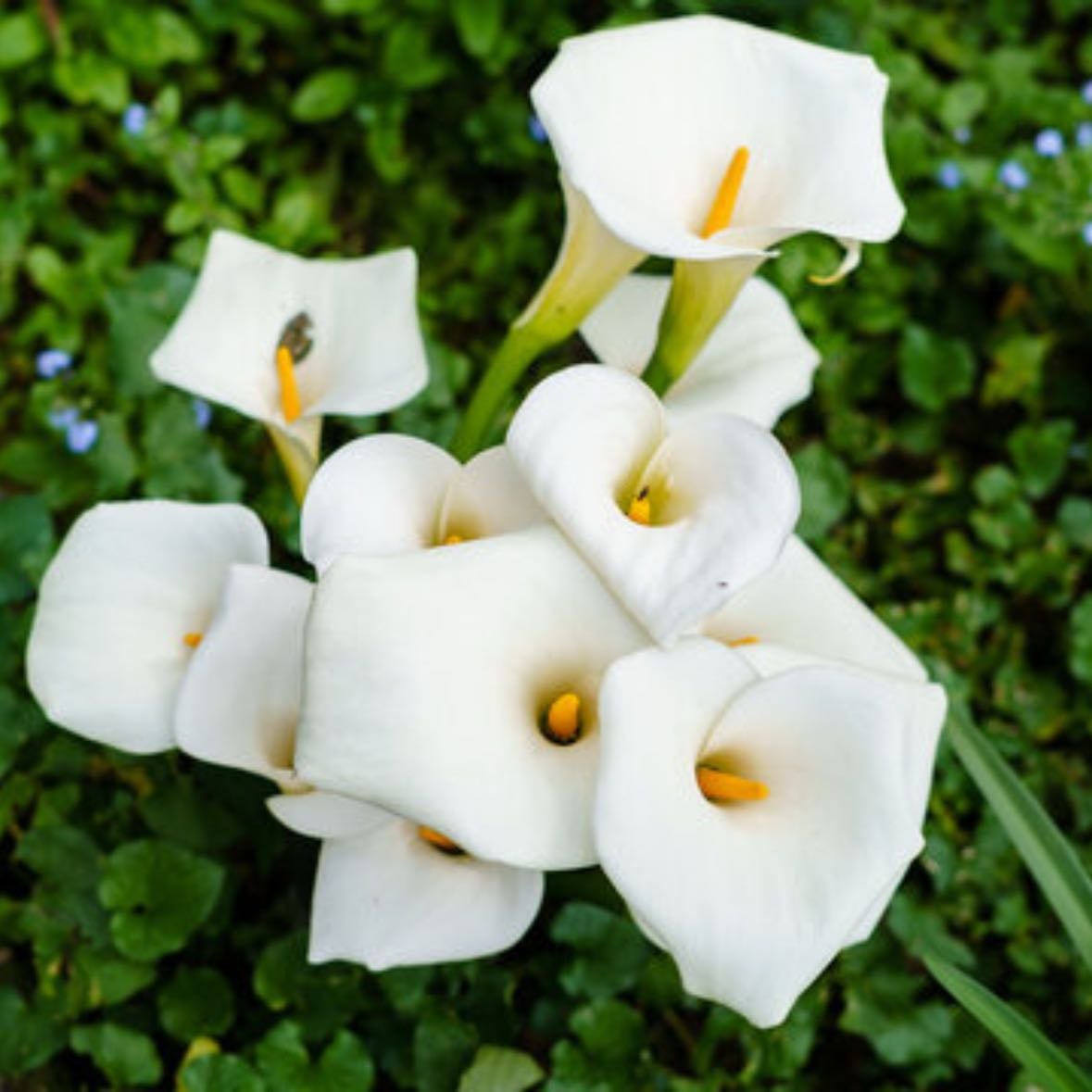 Flor de pato