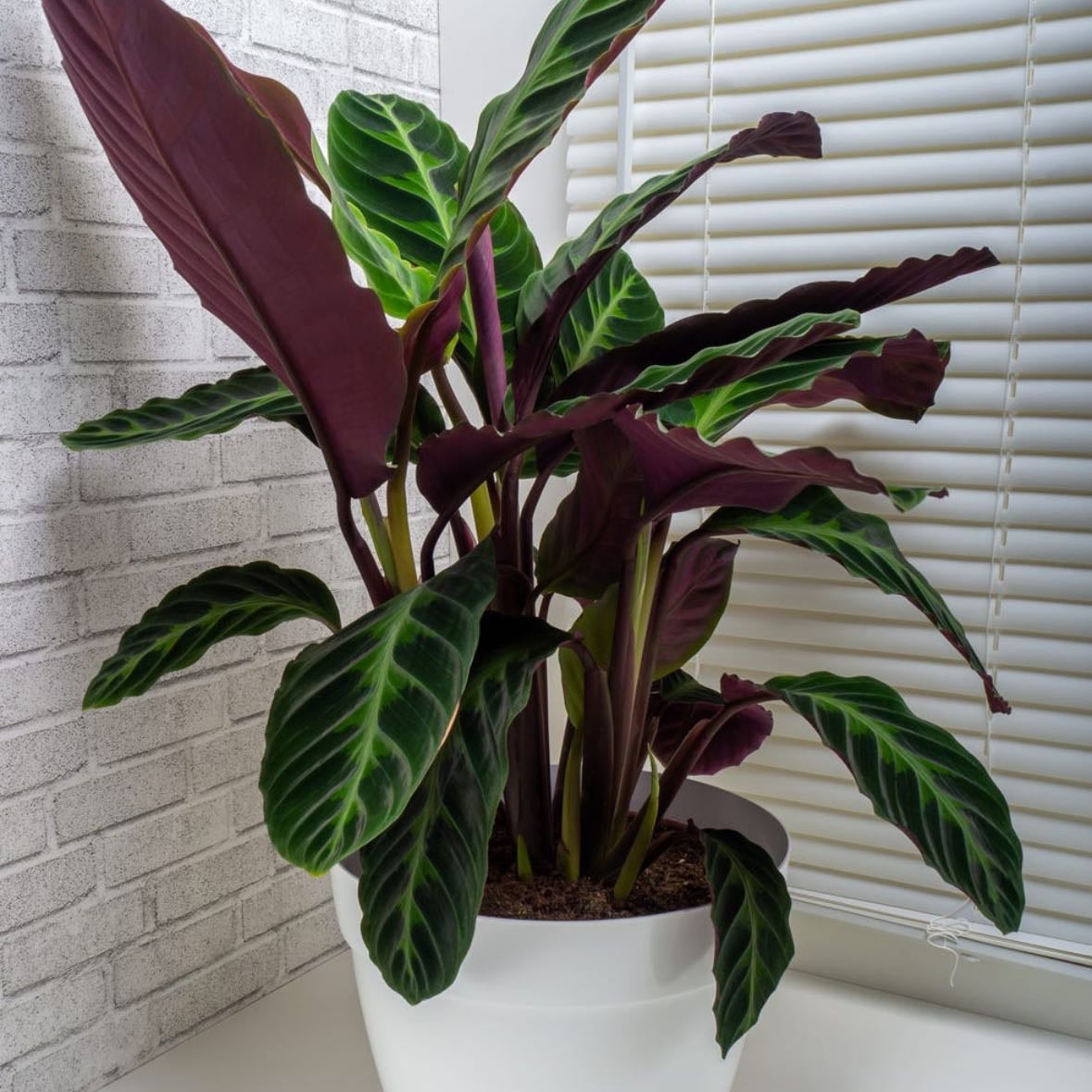 Calathea