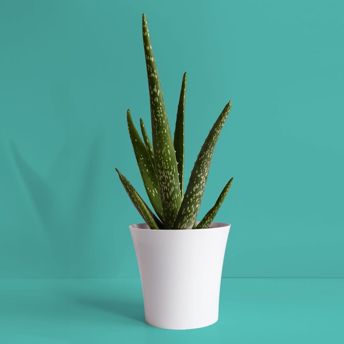 Aloe vera