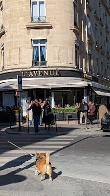 CELINE PARIS FRANCOIS 1ER MEN