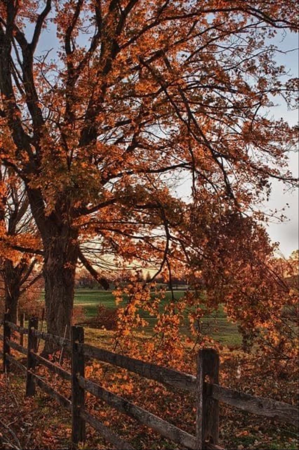 autumn
