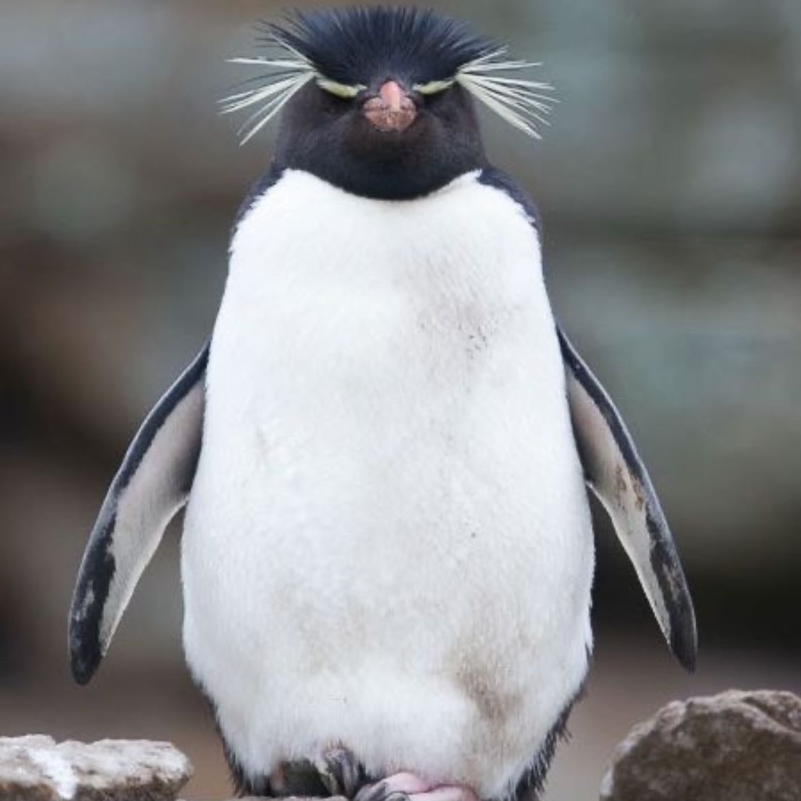 macaroni penguin