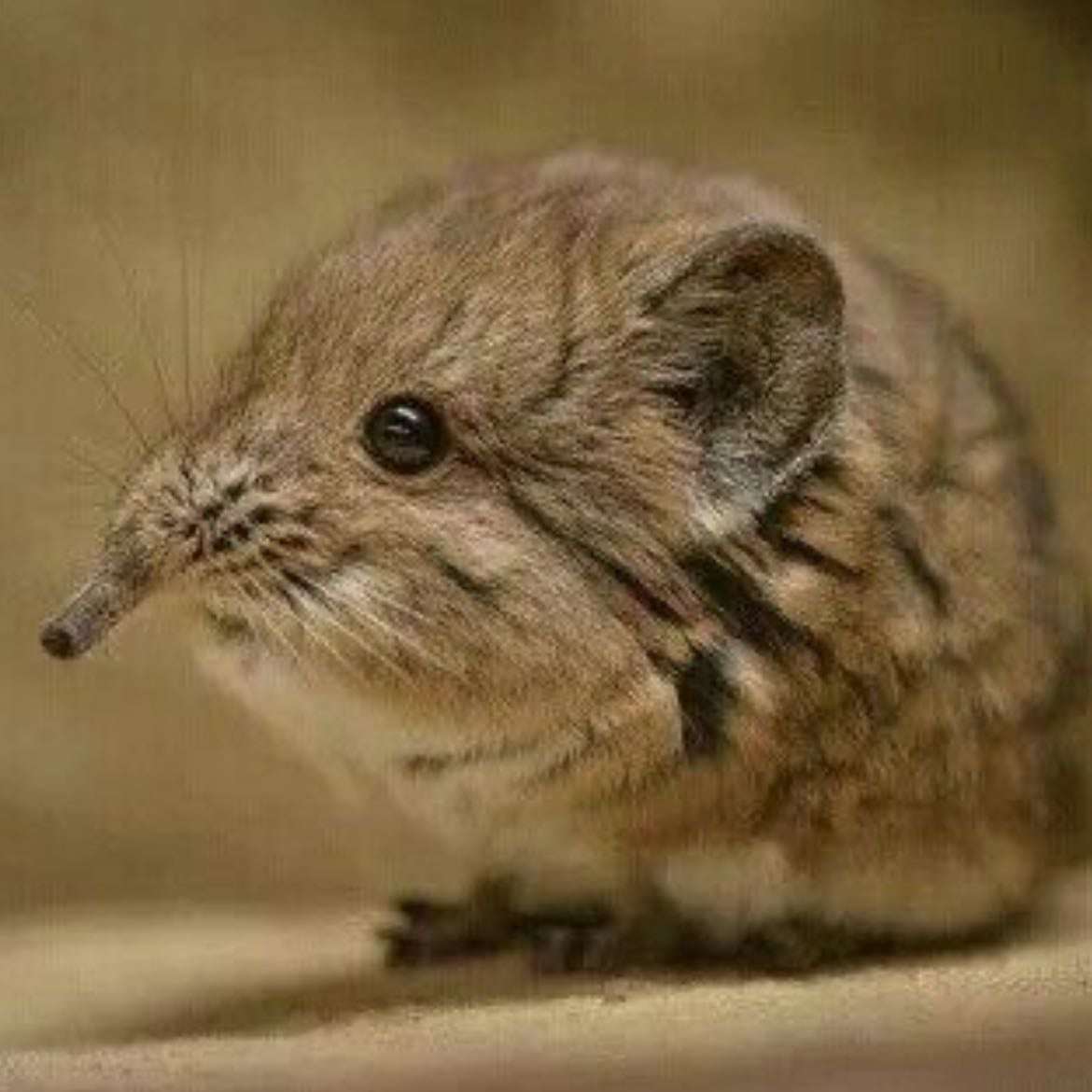 elephant shrew