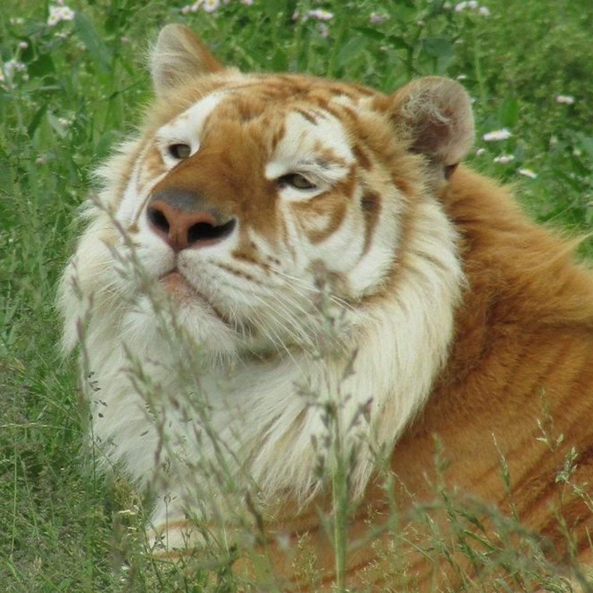 golden tiger
