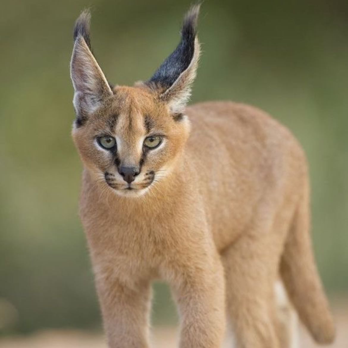 caracal