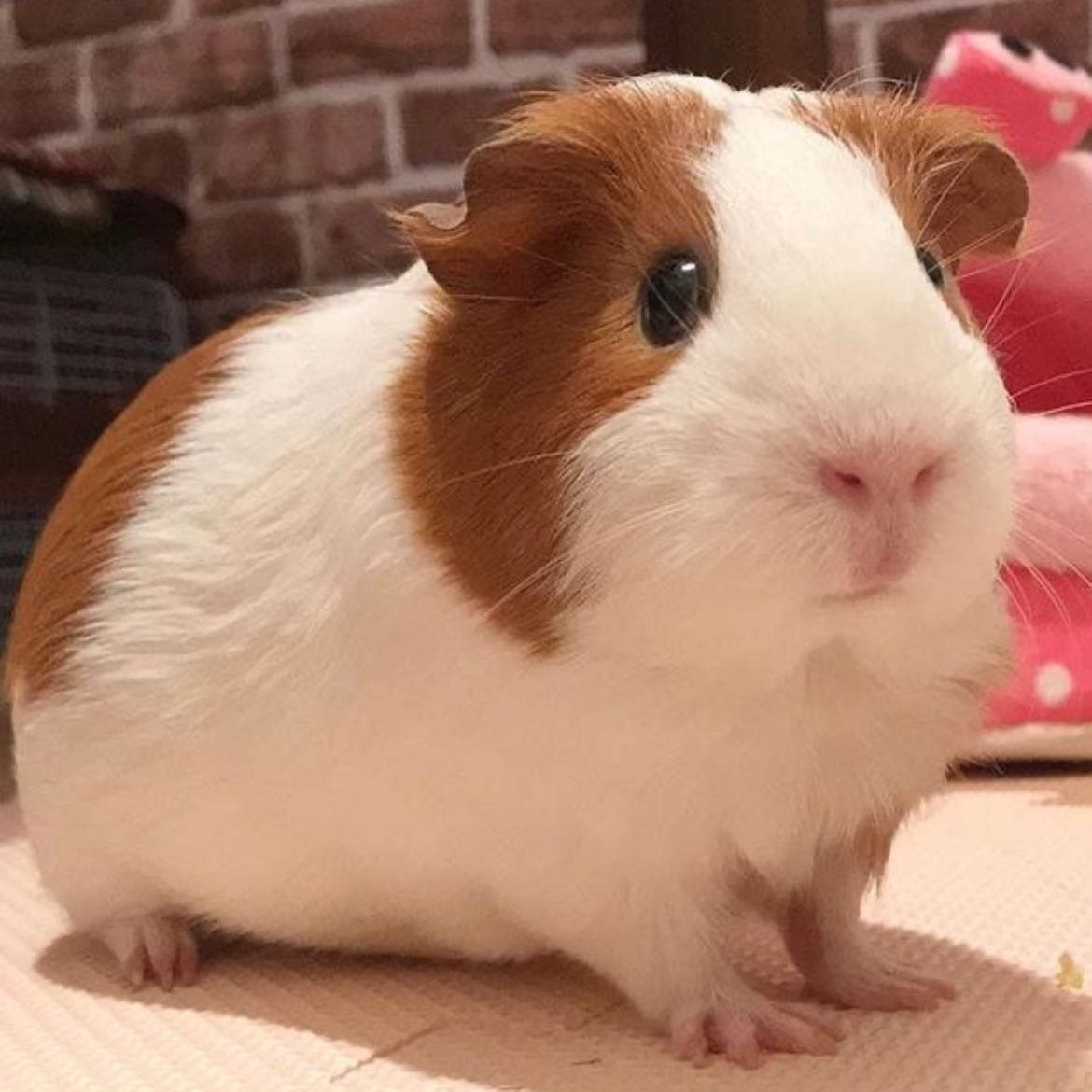 guinea pig
