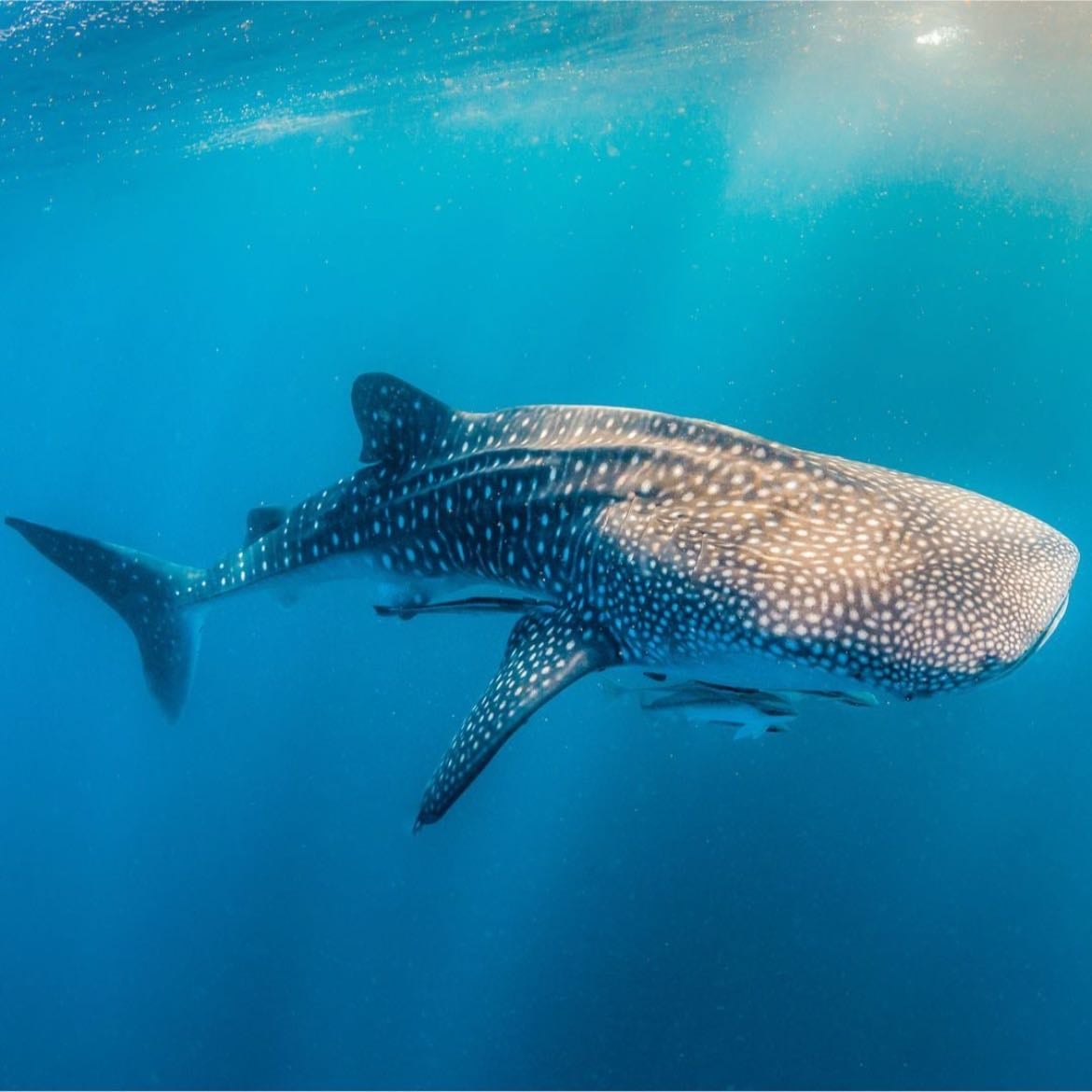 whale shark