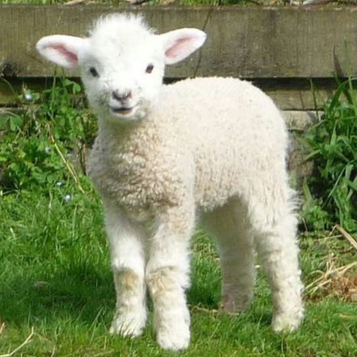 lamb