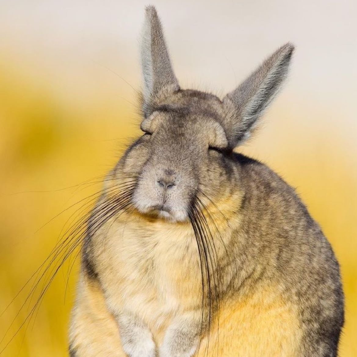 viscacha