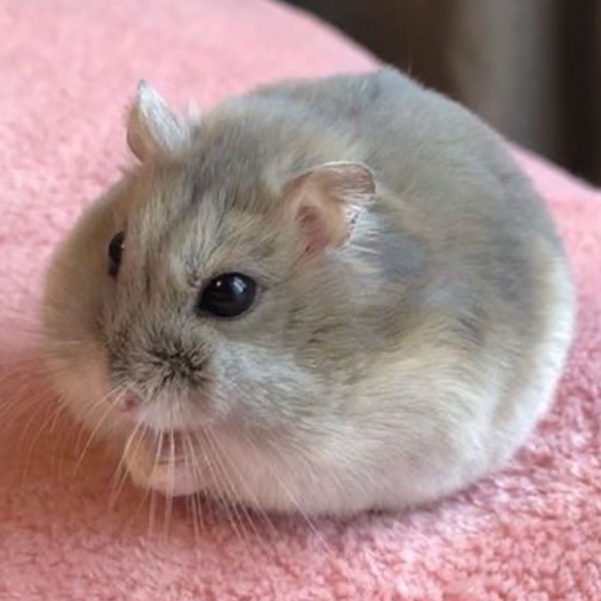 hamster