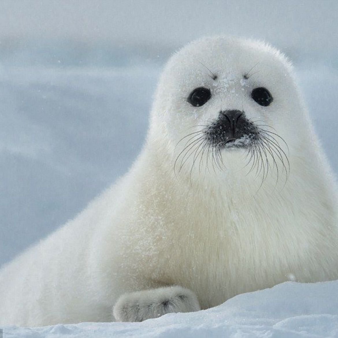 seal