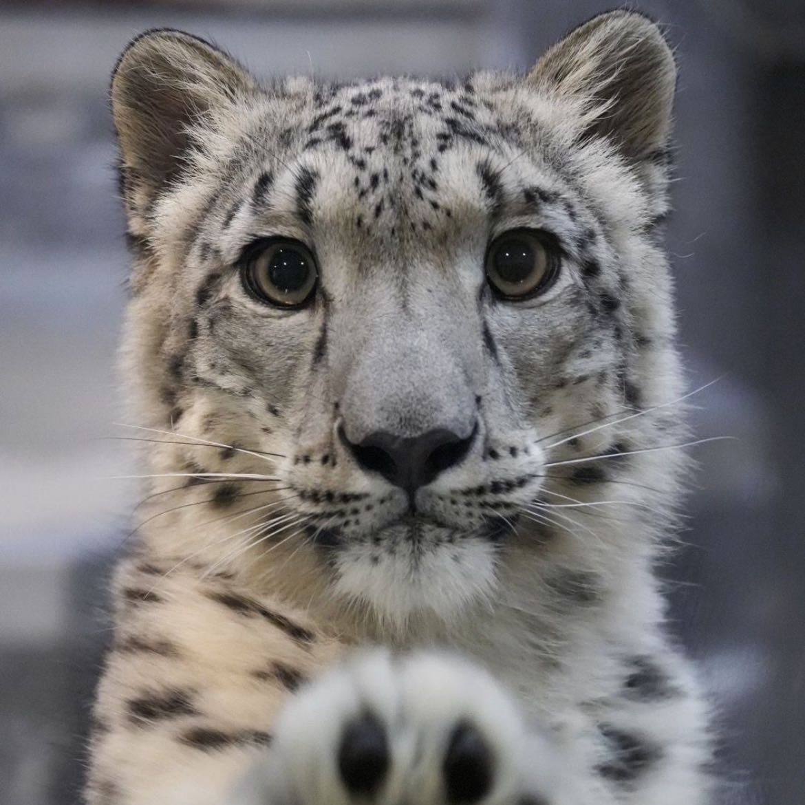 snow leopard