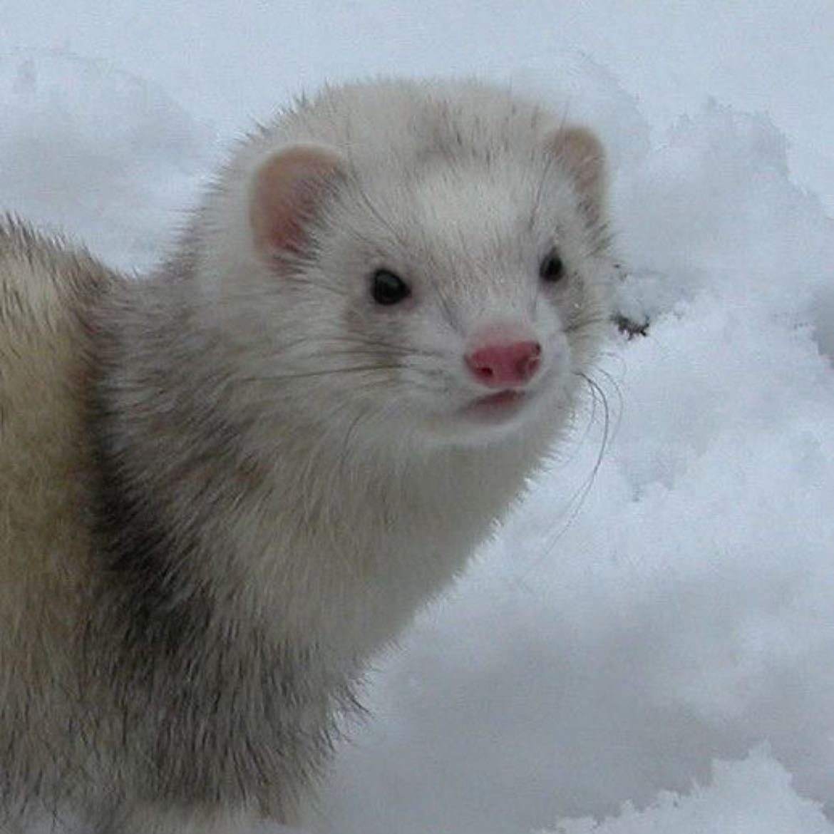 ferret