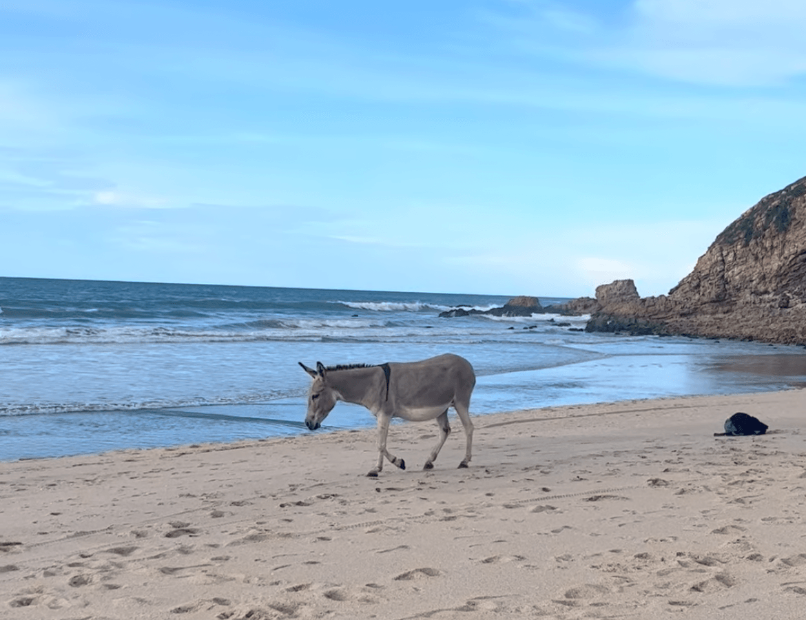 Jericoacoara & Preá, Ceará 🇧🇷