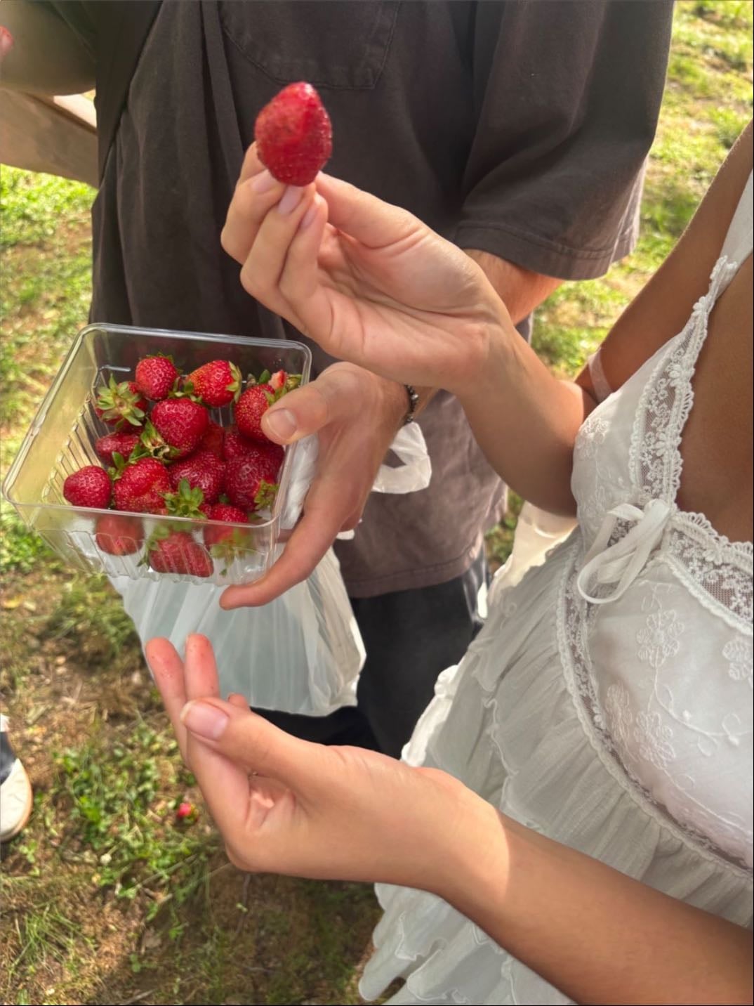 erdbeeren pflücken