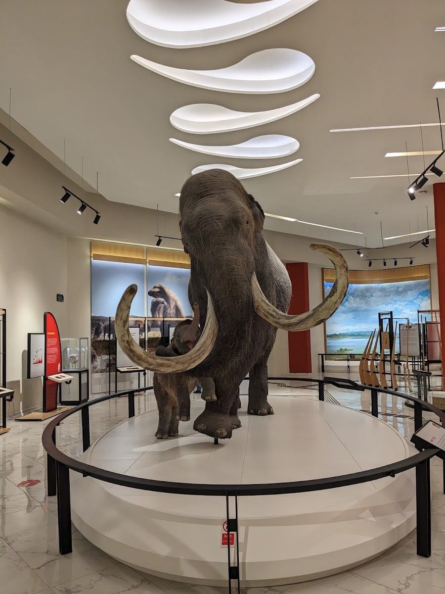 Museo del mamut