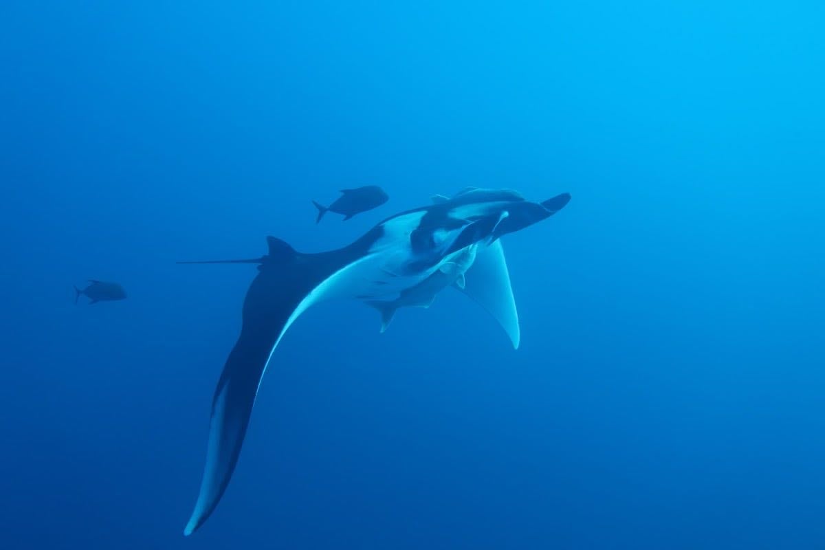 Archipiélago de Revillagigedo