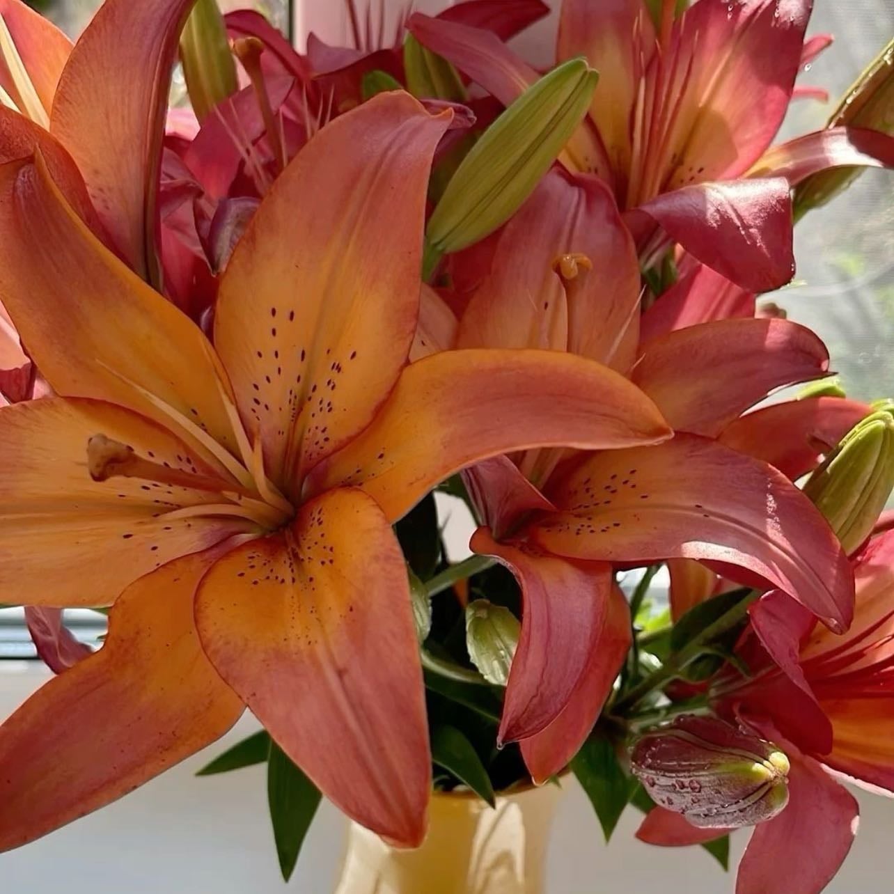 lilies/calla lilies