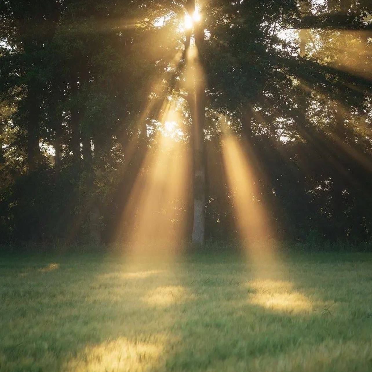 sun peeking through the trees