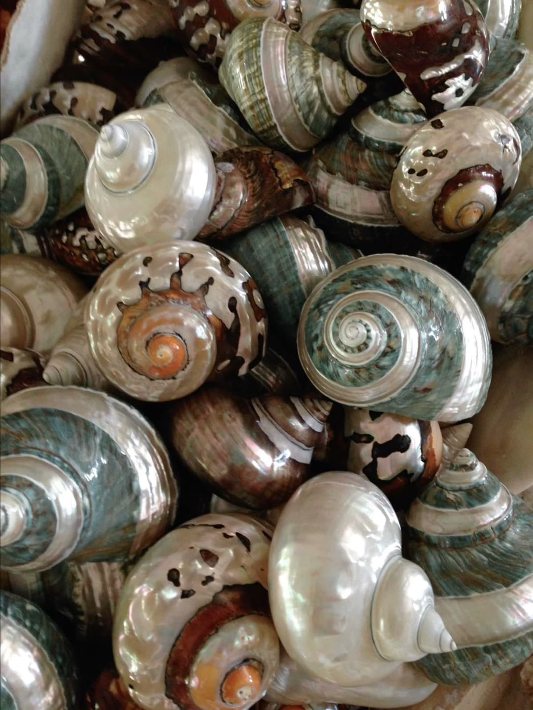 shells; - guilty of owning more shells than cash.