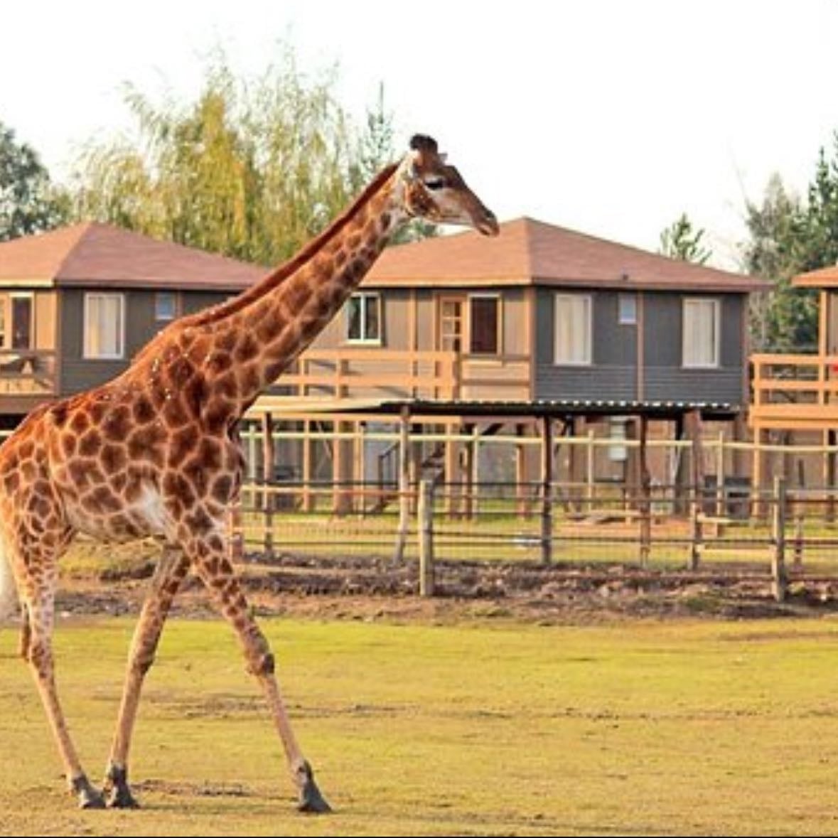 Parque Safari Chile