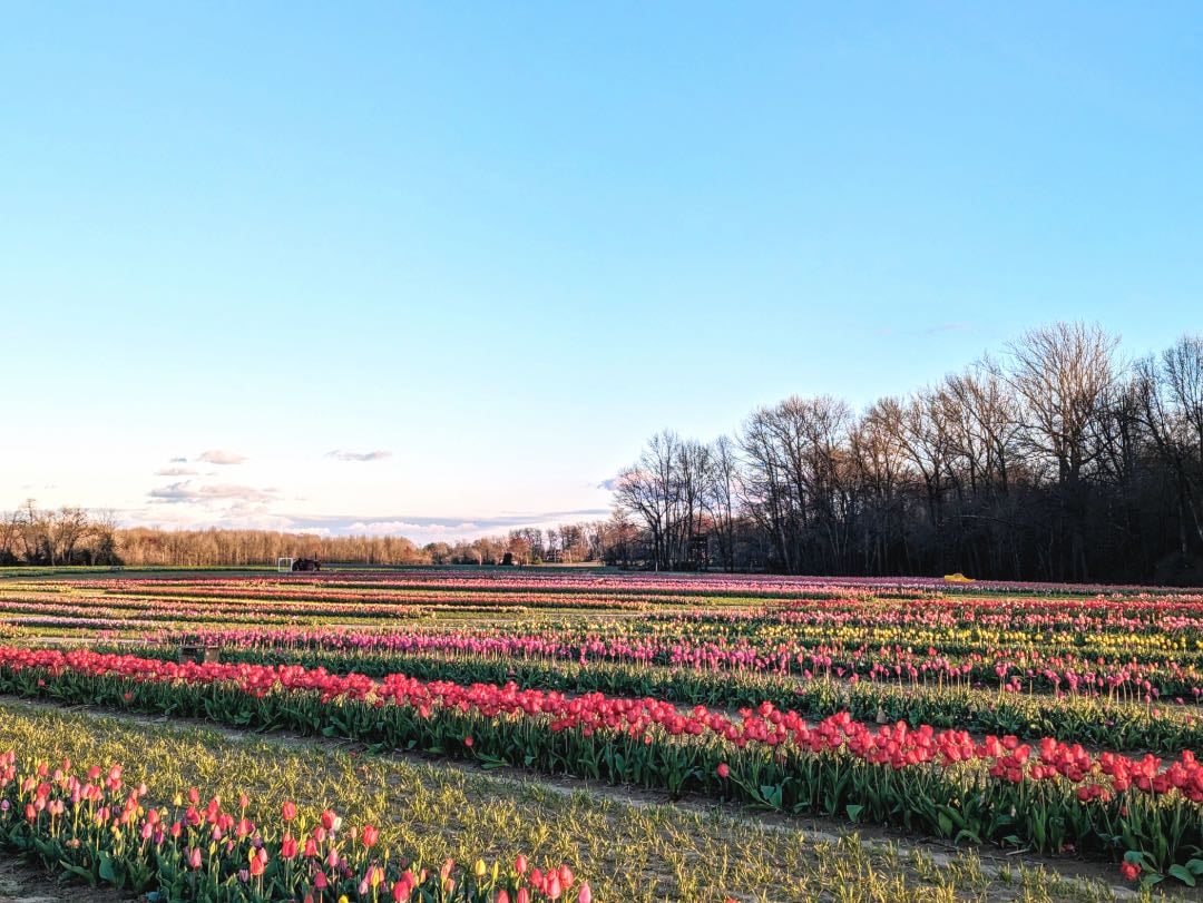 Dalton Farms