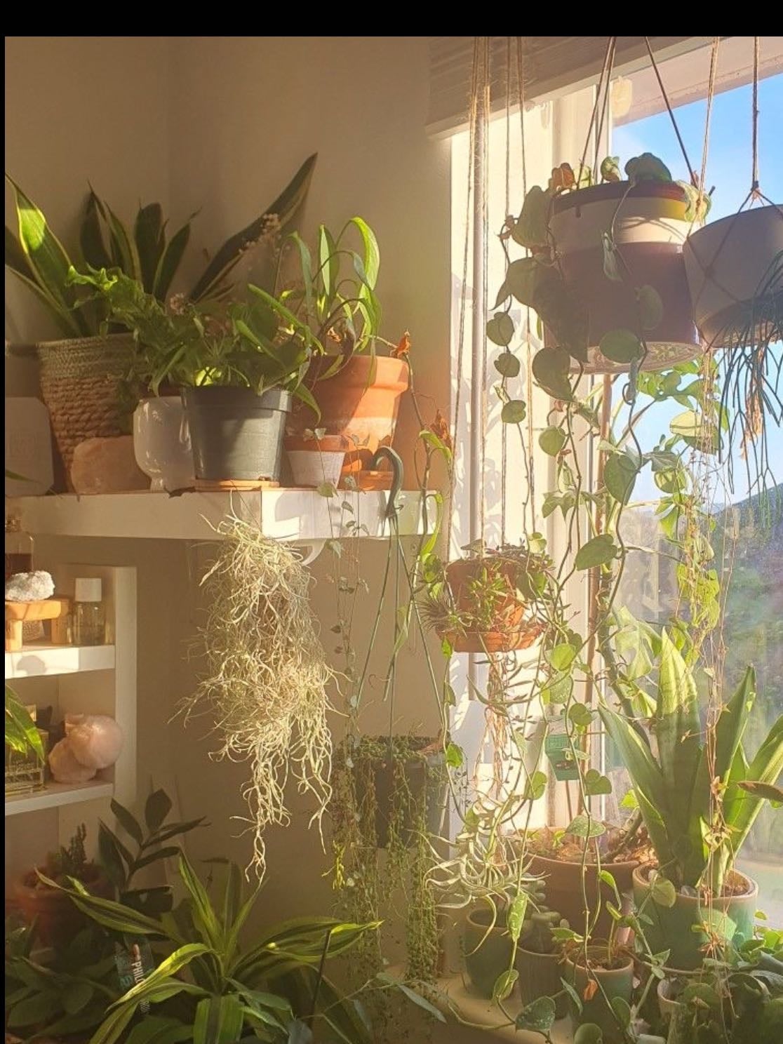 plants