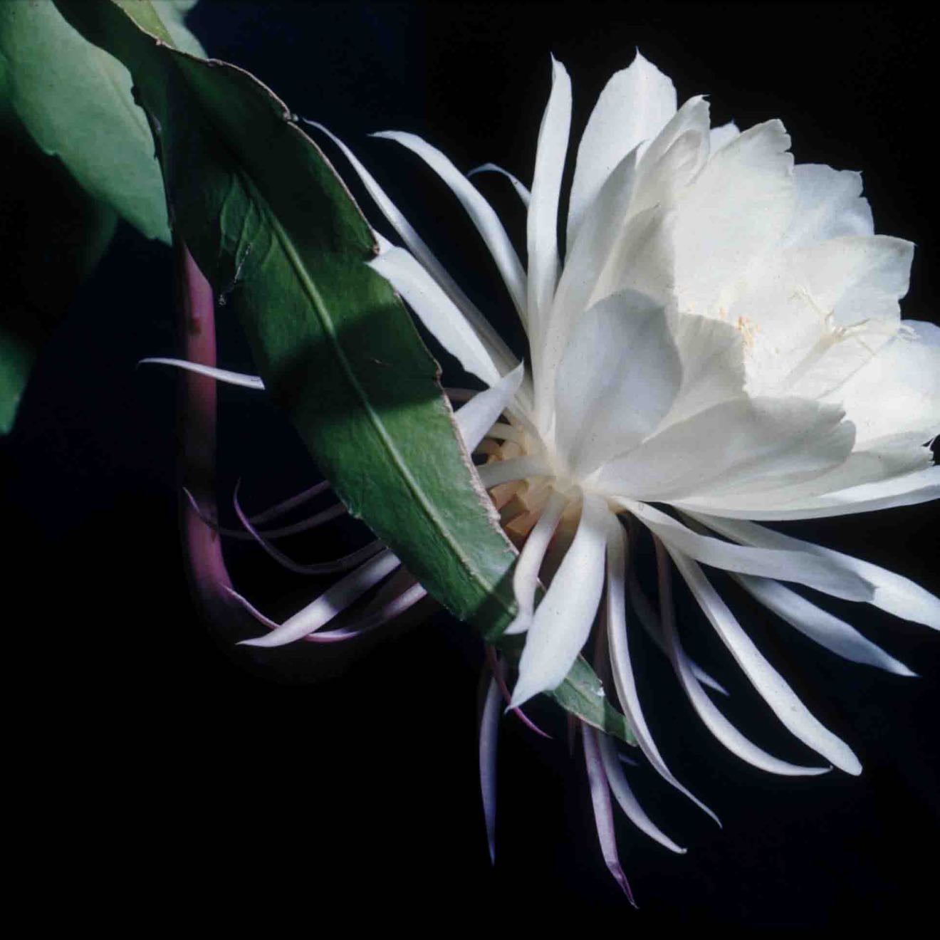 Dama de noche