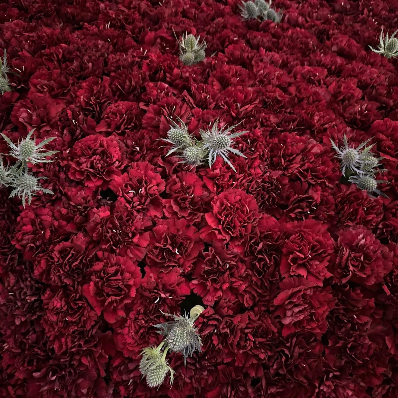 Clavel sangre de toro