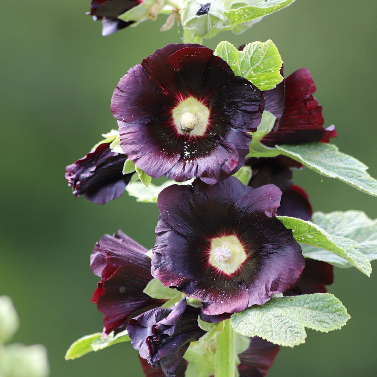 Hollyhock