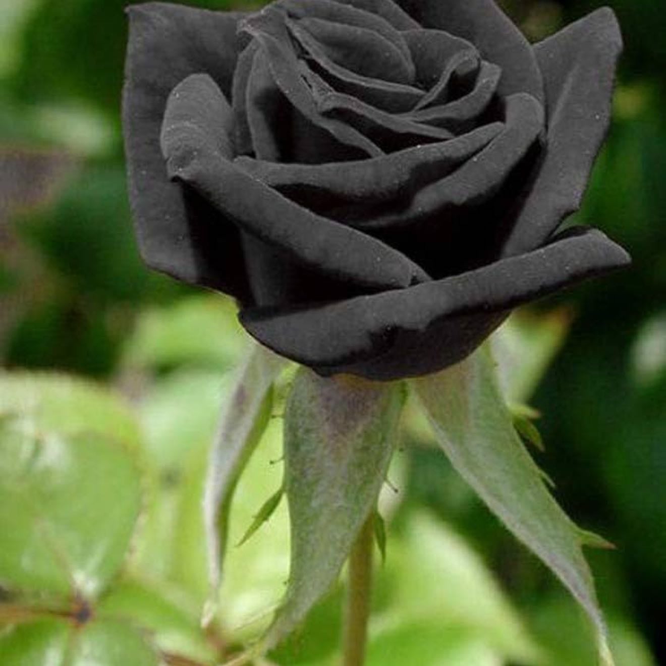 Rosas negras