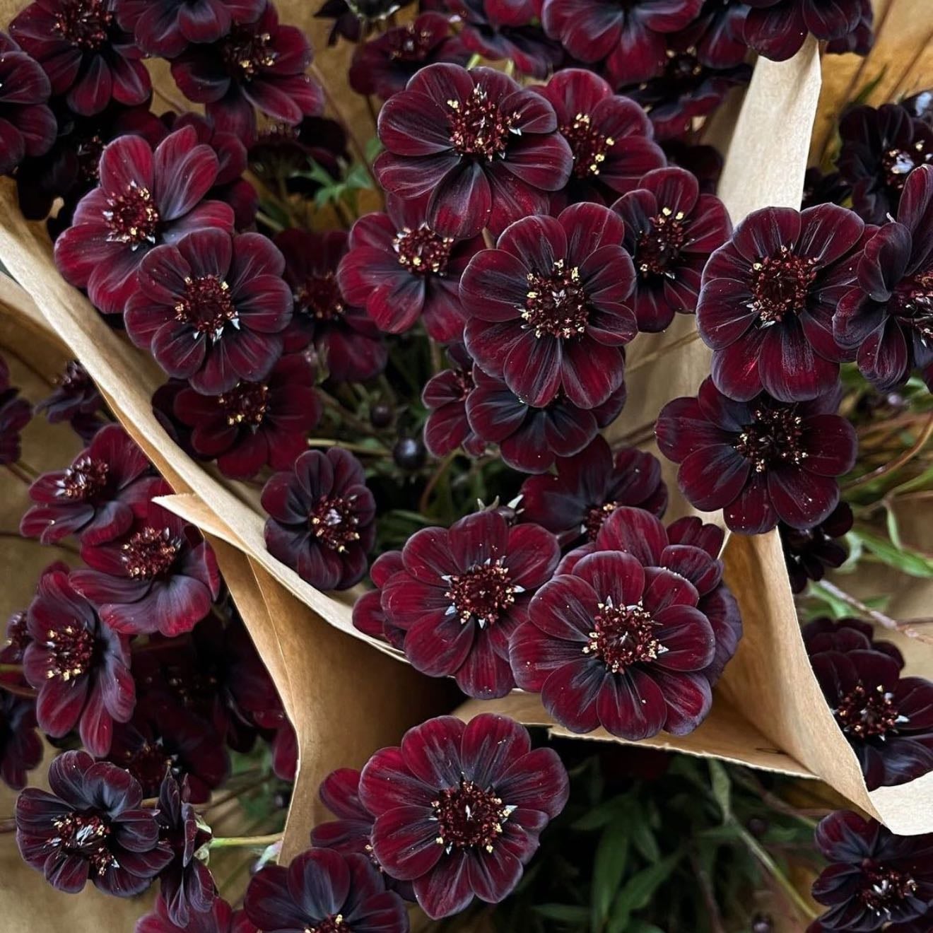 Chocolate Cosmos
