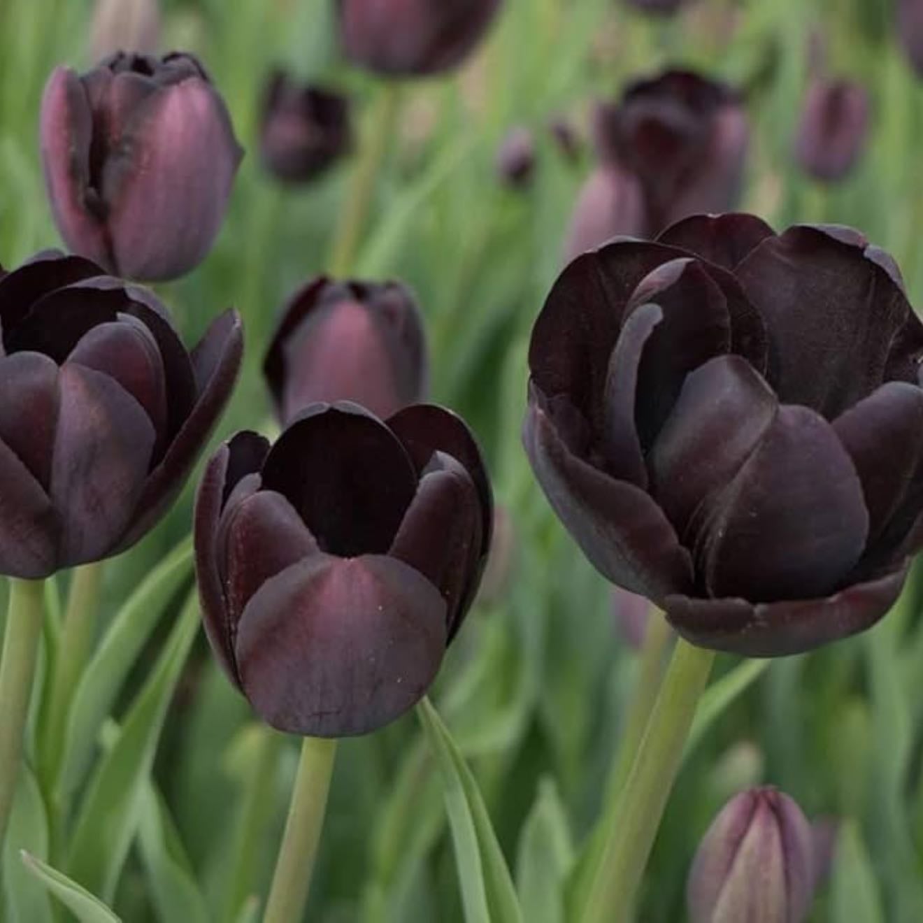 Tulipán negro