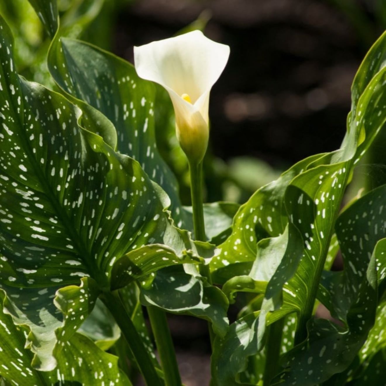 CallaLily