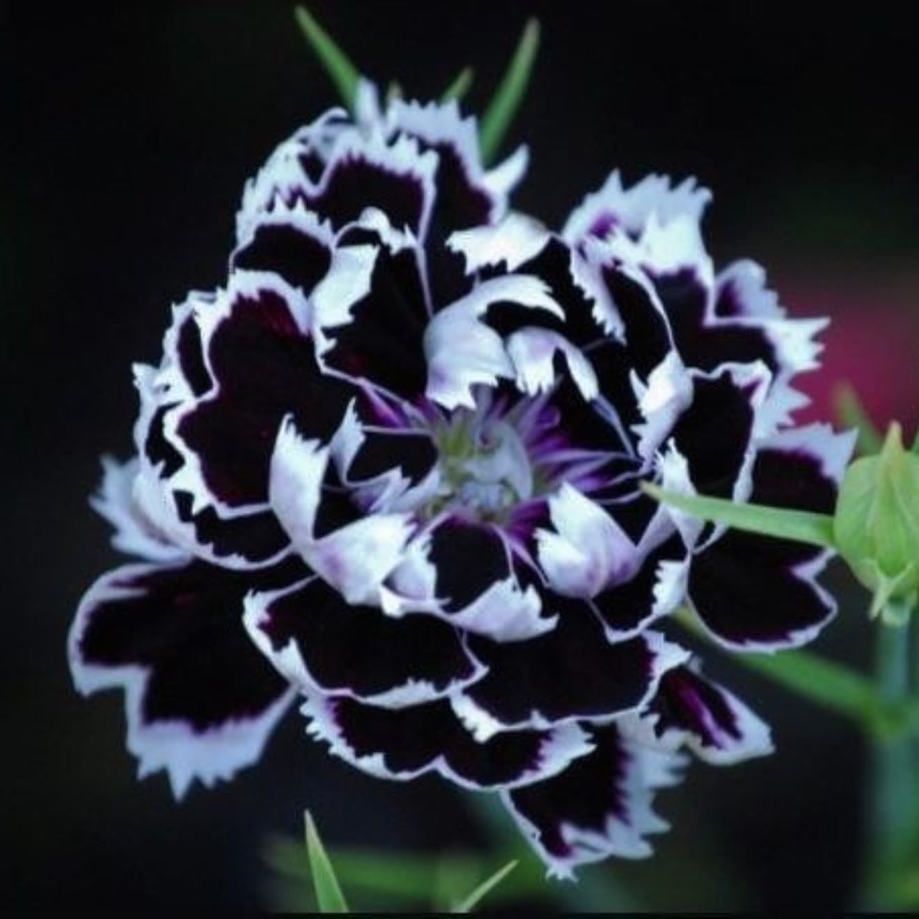 Black and white díanthus