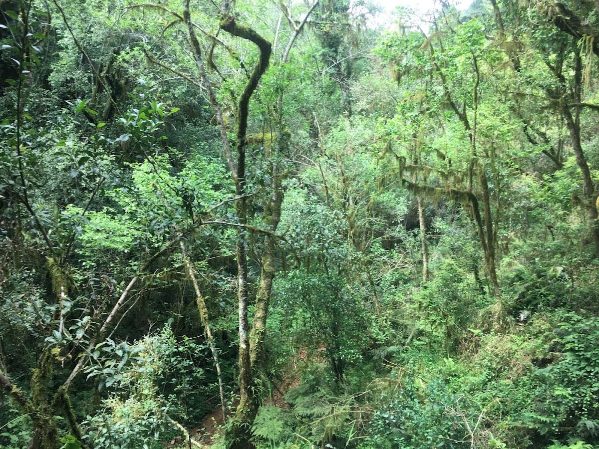 Woodbush Forest Reserve