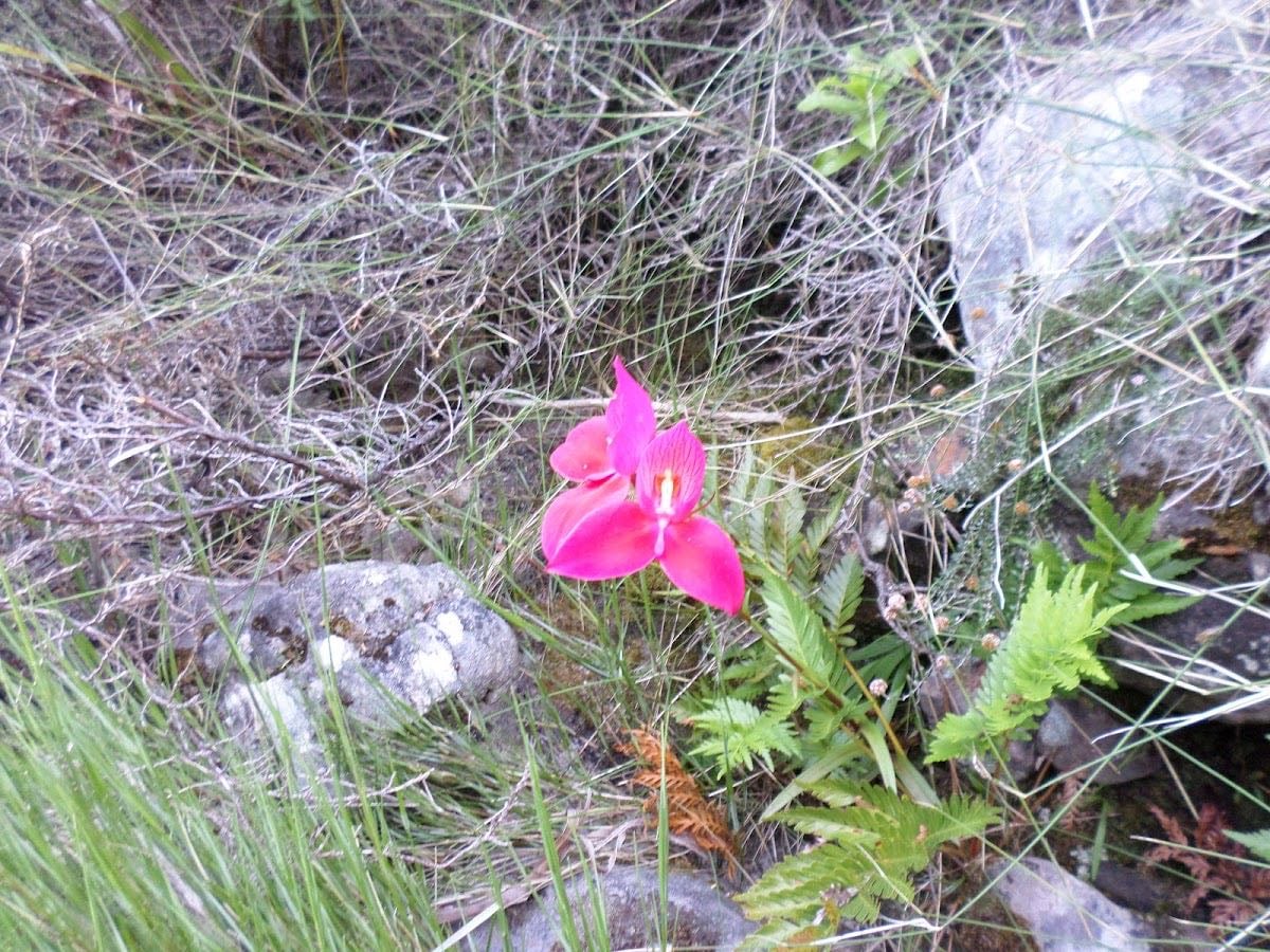 Disa-Gorge - Orange Kloof