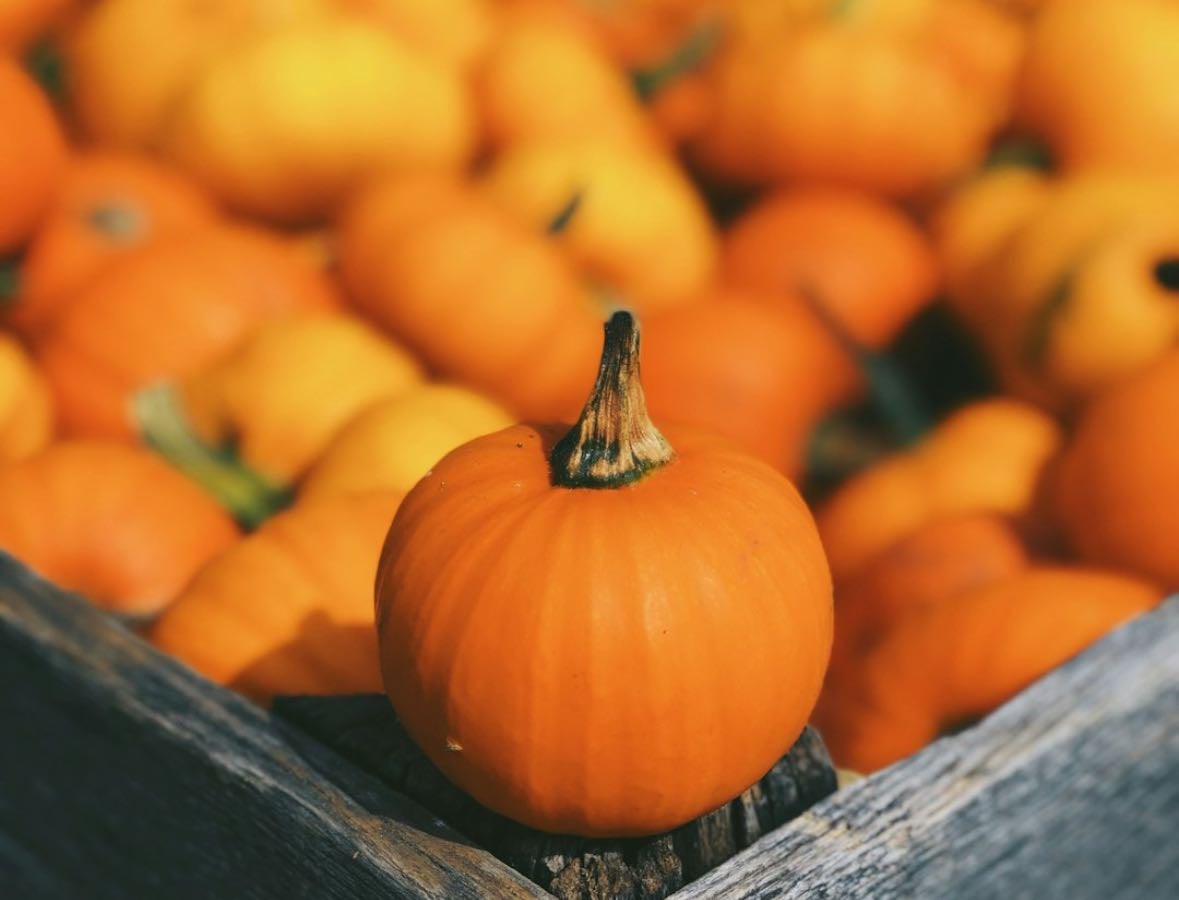 Pelis spooky not scary Halloween