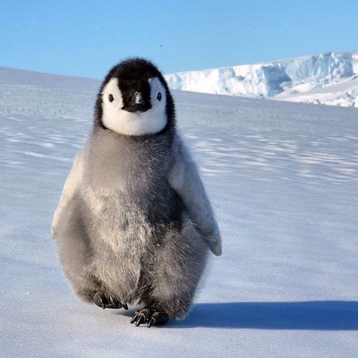 penguin