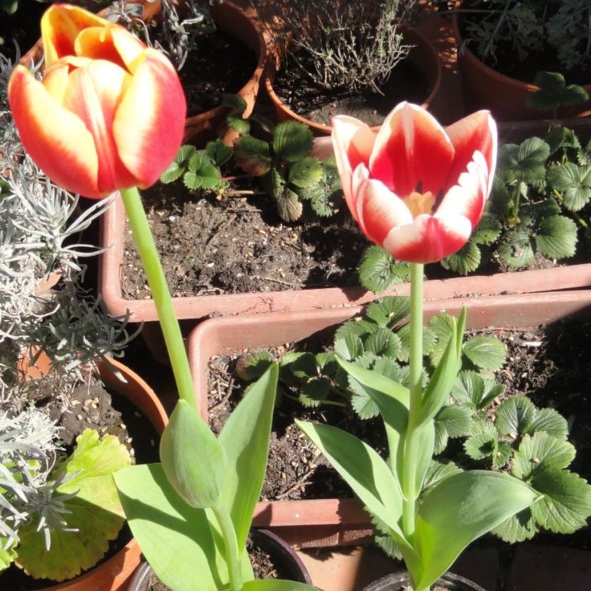 Flores - se puede plantar nuestras propias flores o visitar algún tipo de prado