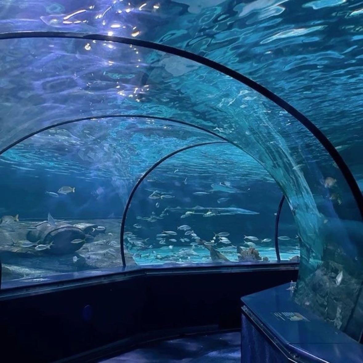 Acuario - visitar con calma un acuario enorme y fijarse en todos los animales