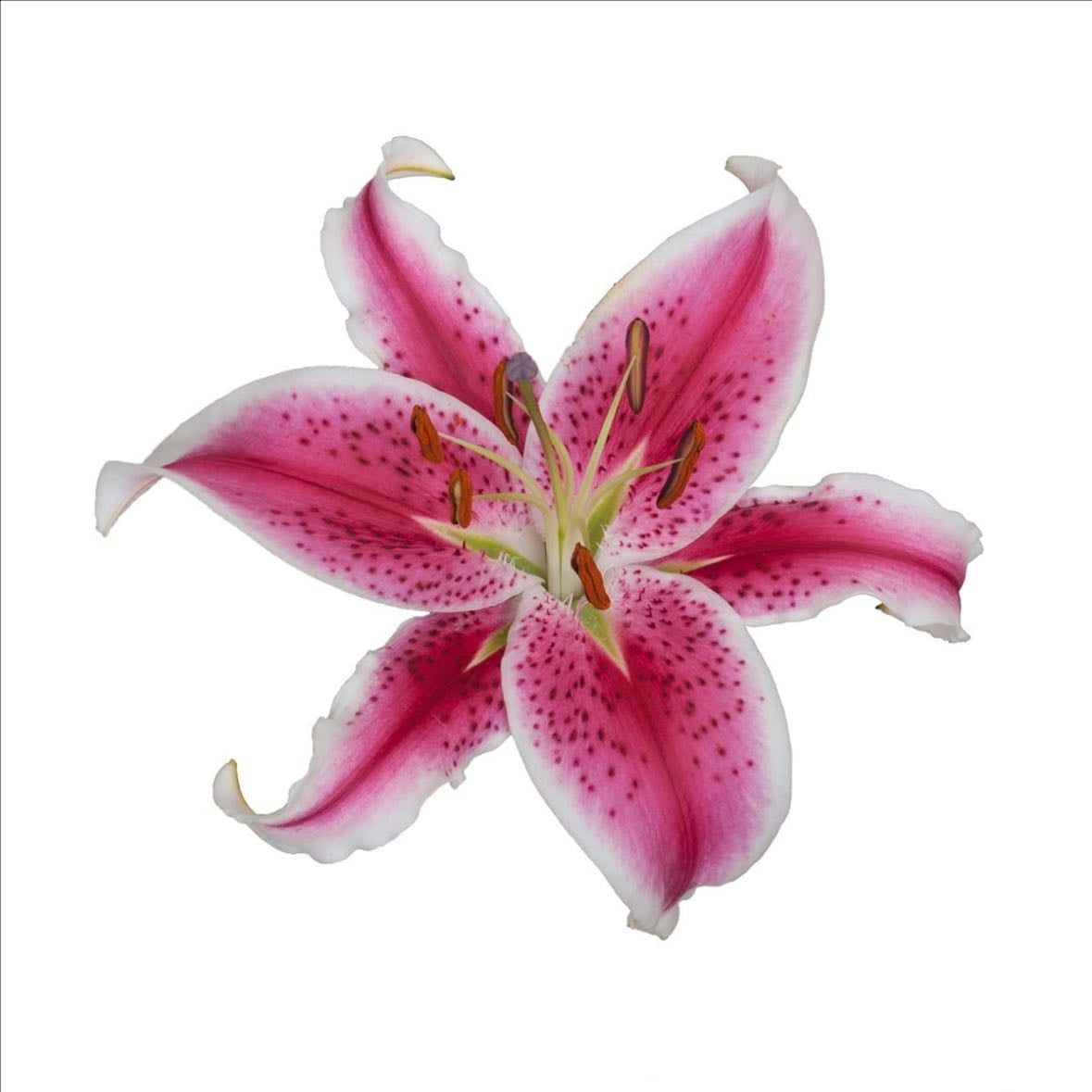 Lilys