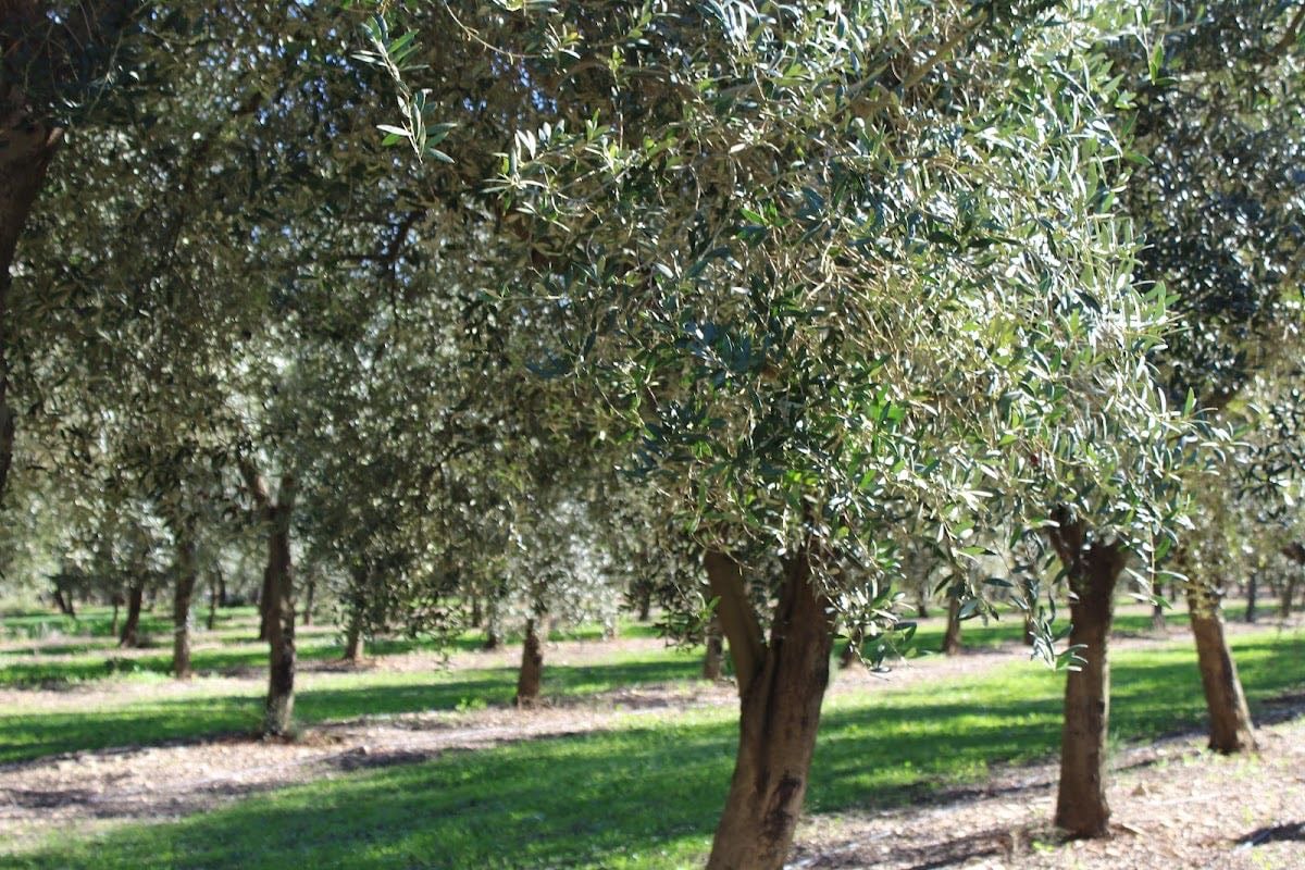 Finca Aubocassa / Albocàsser