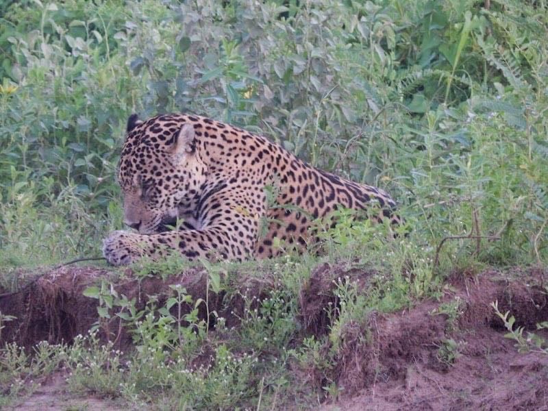 Pantanal Discovery tour to Pantanal and Bonito.