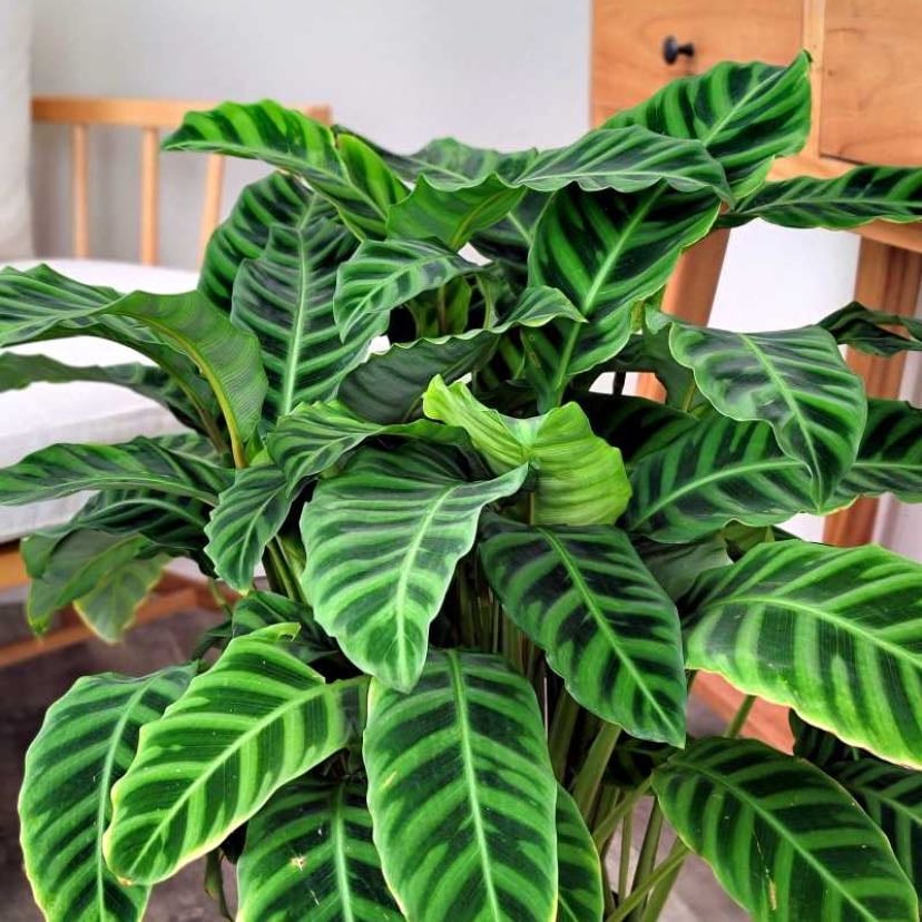 Calathea zebrina - Pana