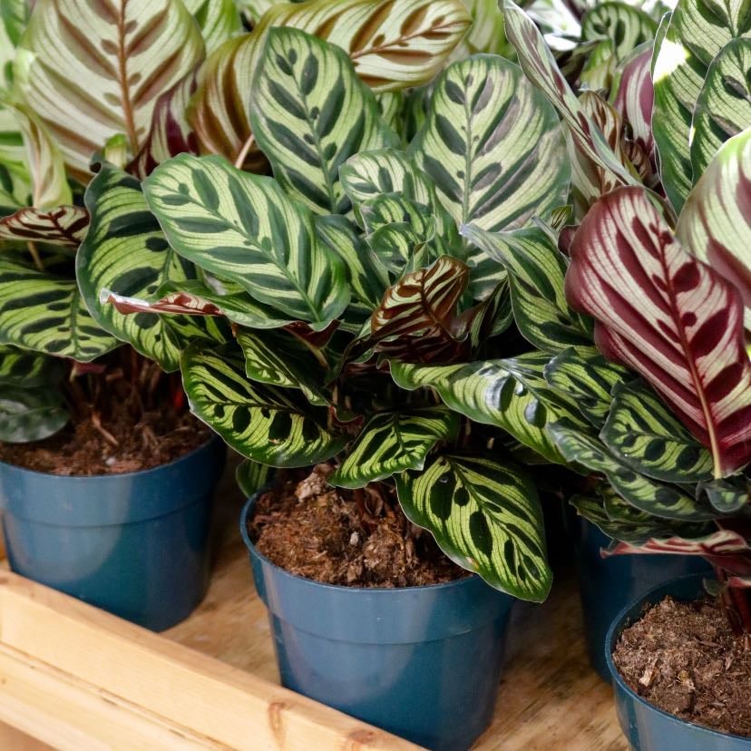 Calathea makoyana - Pavo Real