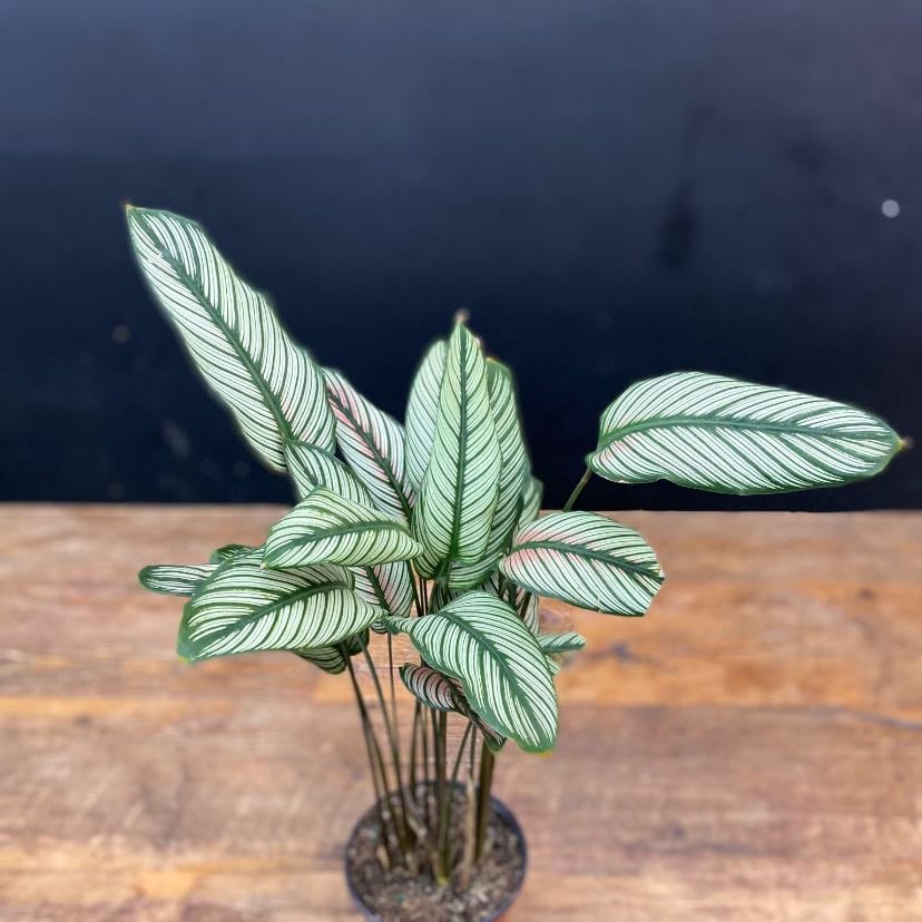 Calathea majestically