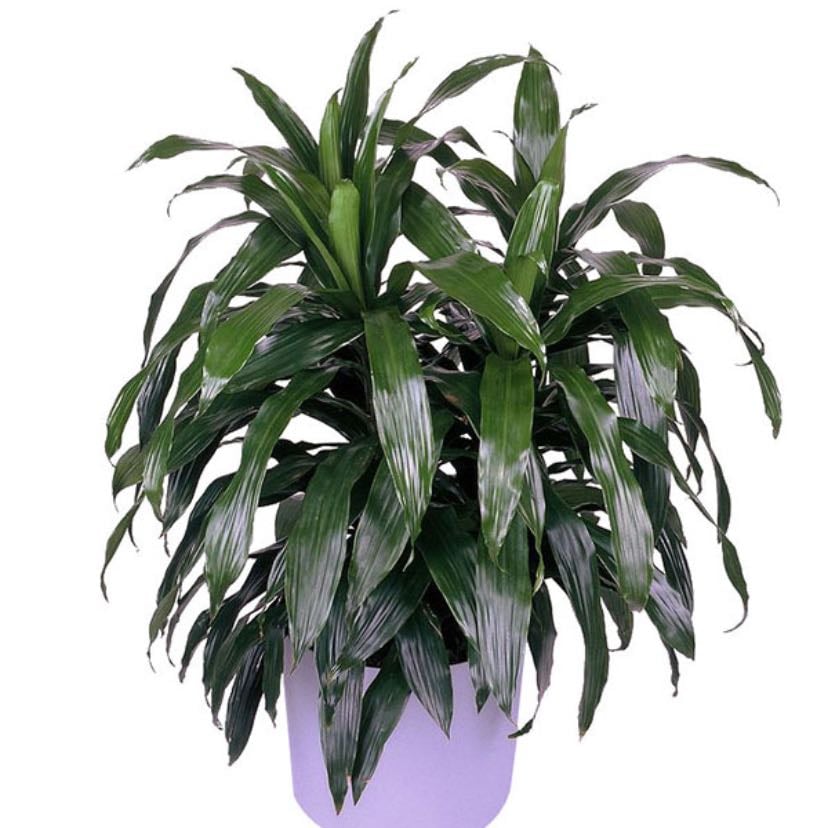 Janet Craig - Dracaena Deremensis