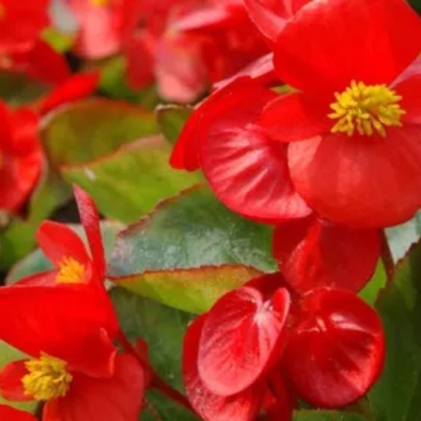 Begonia - Pichon roja