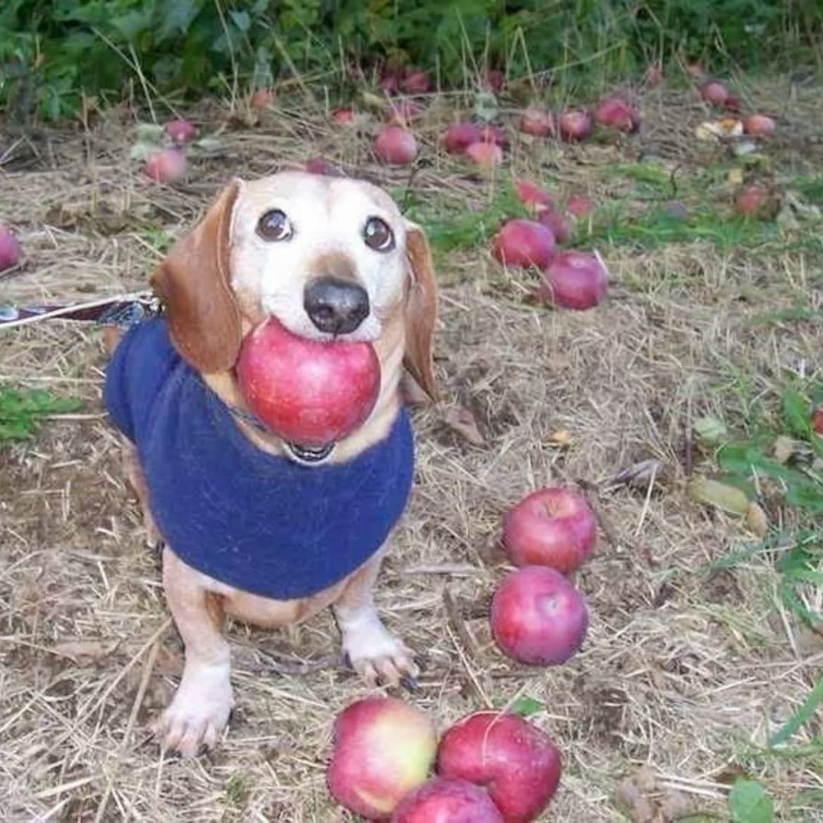 dog person